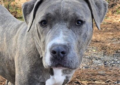 HSEC Pet of the Week is Echo! Goofy and loving, but afraid of Cats