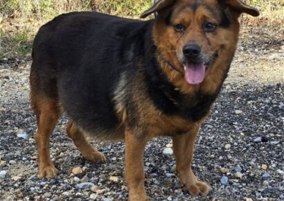 Griffie is a Chunky Lady, but very Sweet! She is waiting at HSEC’s shelter