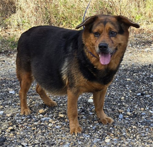 Griffie is a Chunky Lady, but very Sweet! She is waiting at HSEC’s shelter