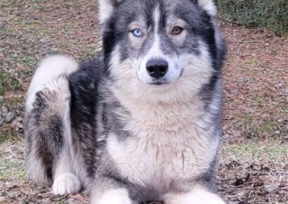 Zeus is up for adoption at Humane Society of Elmore County’s shelter!