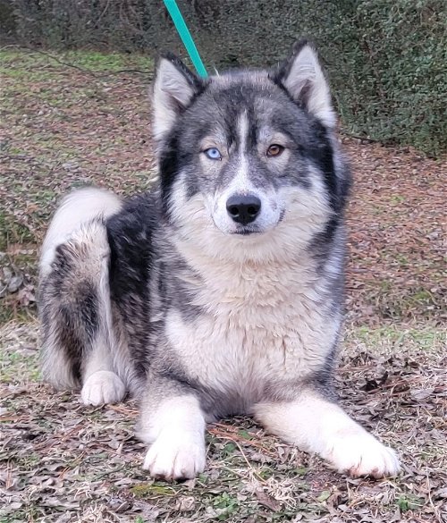 Zeus is up for adoption at Humane Society of Elmore County’s shelter!