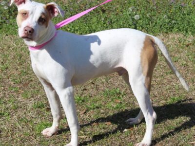 Billy is the PAHS Pet of the Week and has plenty of Puppy Energy