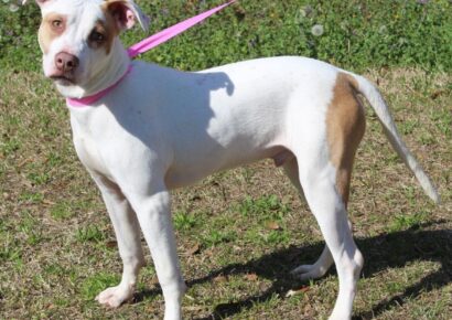 Billy is the PAHS Pet of the Week and has plenty of Puppy Energy