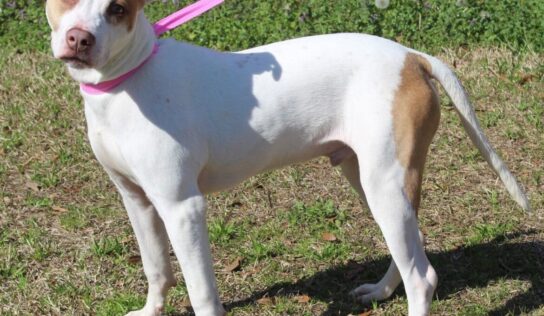 Billy is the PAHS Pet of the Week and has plenty of Puppy Energy