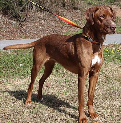 PAHS Pet of the Week is Skye; Beautiful girl is very affectionate