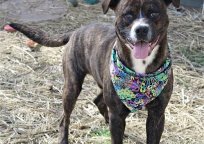 HSEC Pet of the Week is Huggy!