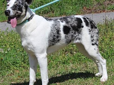 PAHS Pet of the week is Beautiful Imani!