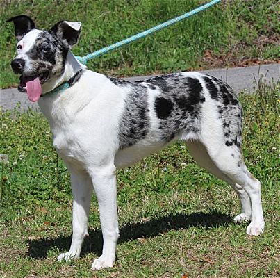 PAHS Pet of the week is Beautiful Imani!