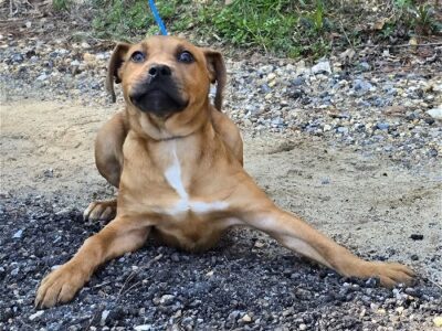 HSEC Pet of the Week is Jackie! Super sweet, loves toys and to Cuddle