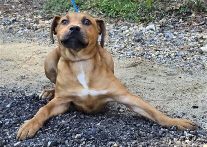 HSEC Pet of the Week is Jackie! Super sweet, loves toys and to Cuddle