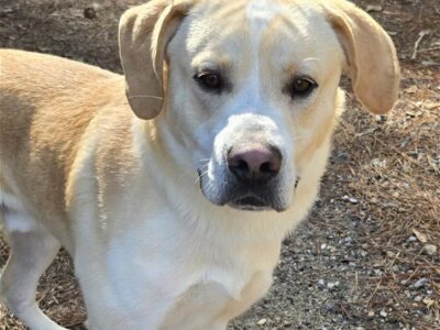 HSEC Pet of the Week is Scrappy! A bit active at times, but a real Couch Potato