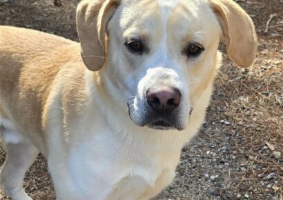 HSEC Pet of the Week is Scrappy! A bit active at times, but a real Couch Potato