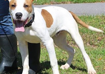 PAHS Pet of the Week is Joey!