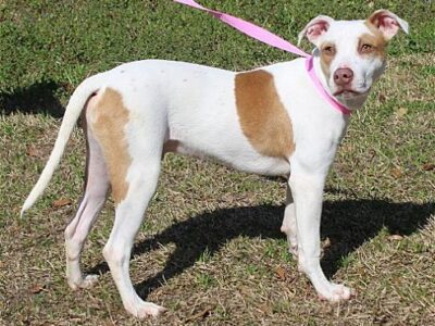 PAHS Pet of the Week is Billy! He would love an active family and outdoor adventures