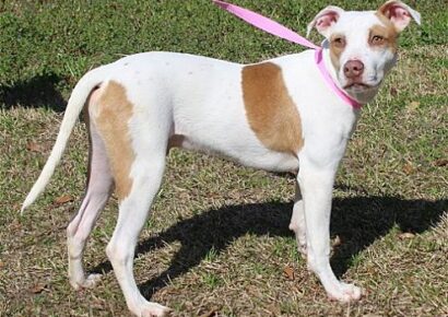 Billy is PAHS Featured Pet of the Week