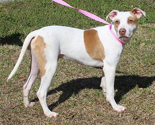 Billy is PAHS Featured Pet of the Week