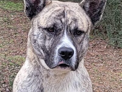 Doughy is the HSEC Pet of the Week! An absolute sweetheart