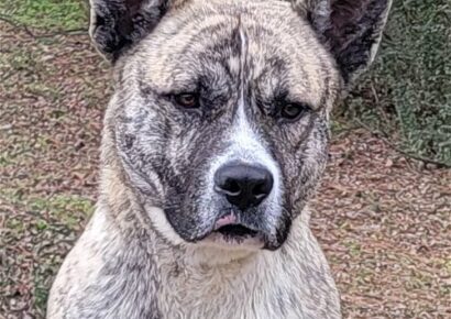 Doughy is the HSEC Pet of the Week! An absolute sweetheart