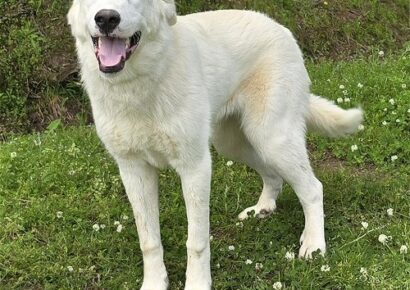 Meet Finley, the HSEC Pet of the Week! He is good with children, dogs and cats