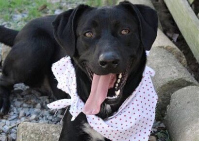 Humane Society of Elmore County Pet of the Week – Gunner