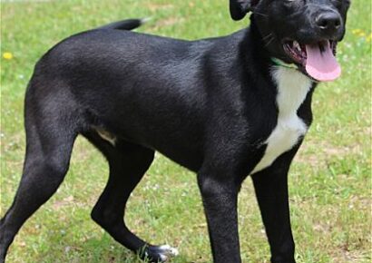 The PAHS Pet of the Week is Mateo! Adorable, loves Kids and other dogs