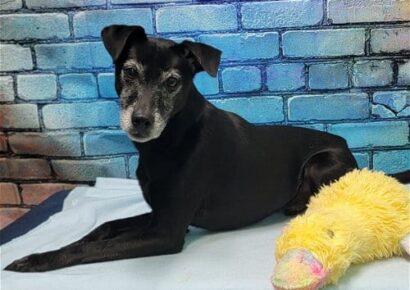 Meet Sydney, the HSEC Pet of the Week!