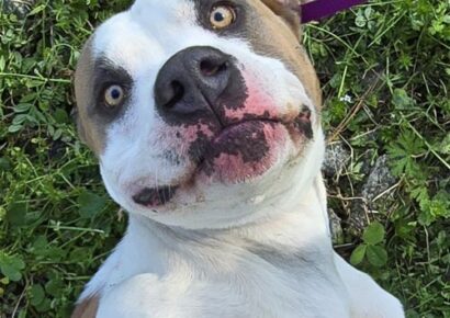 Boudreaux is a Hound/Great Dane Mix and waiting for his new family at HSEC