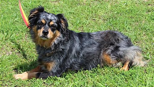 BB is the PAHS Featured Pet of the Week for May 26