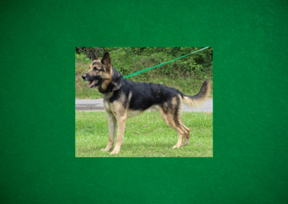 PAHS Pet  of the week