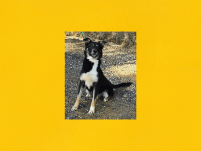 Elmore County Pet of the Week