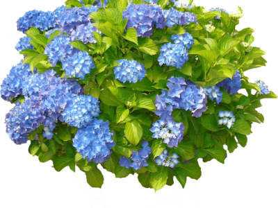 Hydrangea Fest at AWF to feature Plant Sale June 1