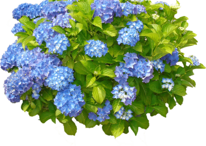 Hydrangea Fest at AWF to feature Plant Sale June 1