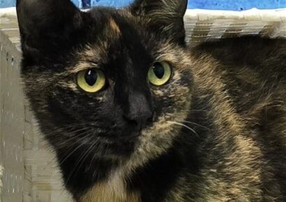 Sisters Serena and Venus are at HSEC waiting for a loving home