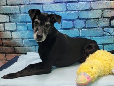 Sydney is waiting for a family at HSEC