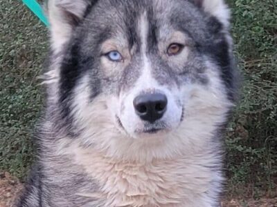 HSEC Pets of the Week: Zeus and Hera Make a Great Pair