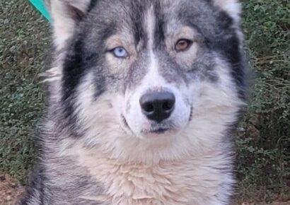 HSEC Pets of the Week: Zeus and Hera Make a Great Pair