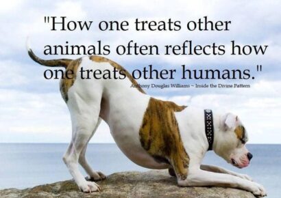 Be Kind to Animals – This Week and every day after