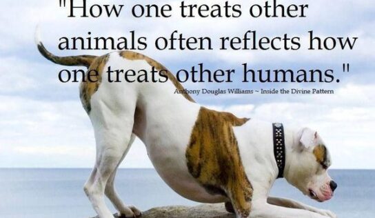 Be Kind to Animals – This Week and every day after