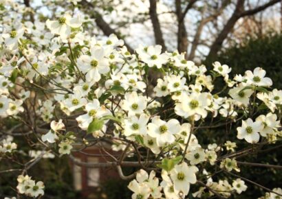 Iconic Alabama Dogwood trees are on the decline; here are some tips