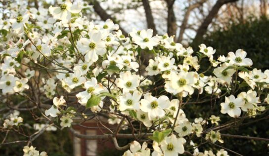 Iconic Alabama Dogwood trees are on the decline; here are some tips