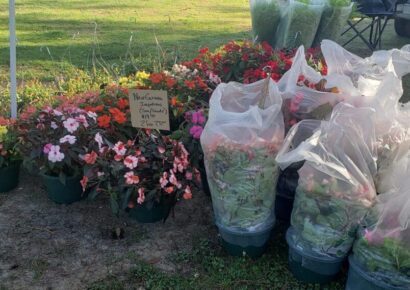 Fresh and Beautiful: Millbrook Farmers Market in full swing