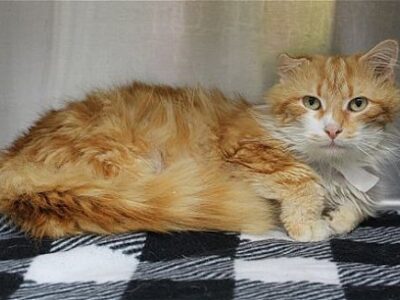 PAHS pet of the week – Floppy