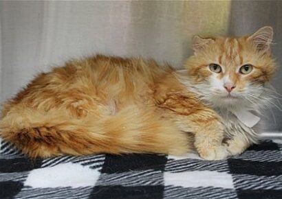 PAHS pet of the week – Floppy