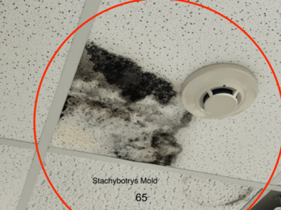 Two reports concerning handling of mold in Autauga Jail presented