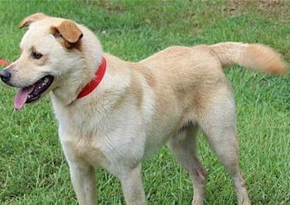 Meet Bolt, the PAHS Pet of the Week