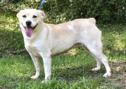 Bunny is the HSEC Pet of the Week! Very affectionate