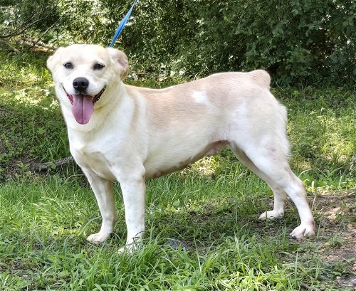 Bunny is the HSEC Pet of the Week! Very affectionate