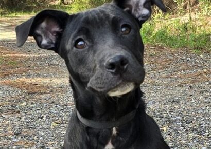 HSEC Pet of the Week is Indigo – Wonderful, young and bouncy