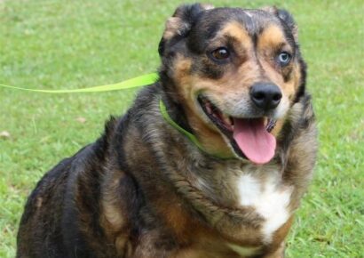 Meet Lucy, the PAHS Pet of the Week