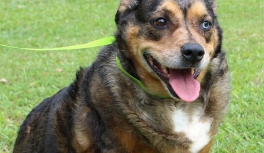 Meet Lucy, the PAHS Pet of the Week